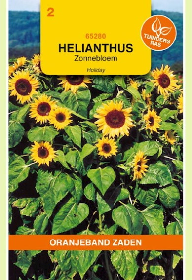 Sunflower Holiday (Helianthus) 15 seeds OBZ